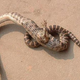 Illustration for article titled Evolutionary Throwback Snake With Foot Discovered